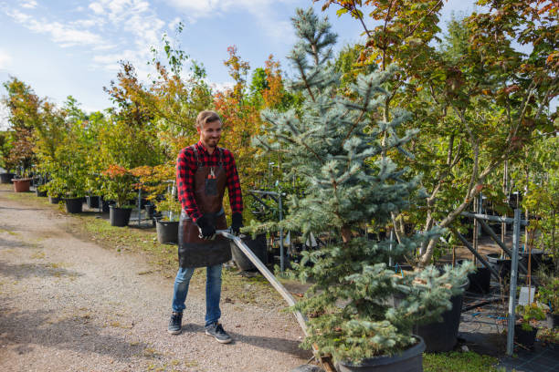 Best Root Management and Removal  in Waynesburg, PA